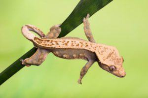 Why Do Crested-Geckos Scream