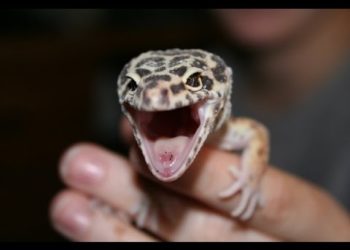 Why Do Crested Geckos Scream