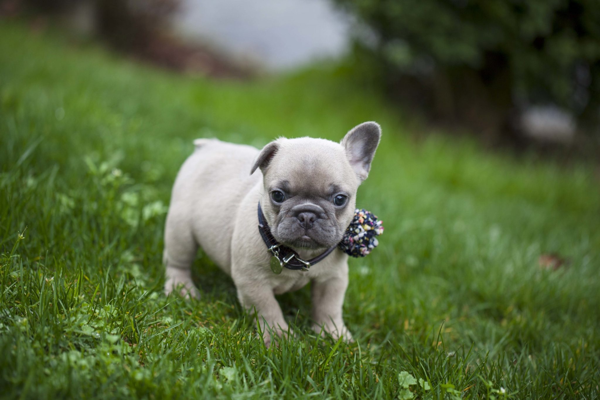 How To PottyTrain A French Bulldog Puppy? MyPetCareJoy