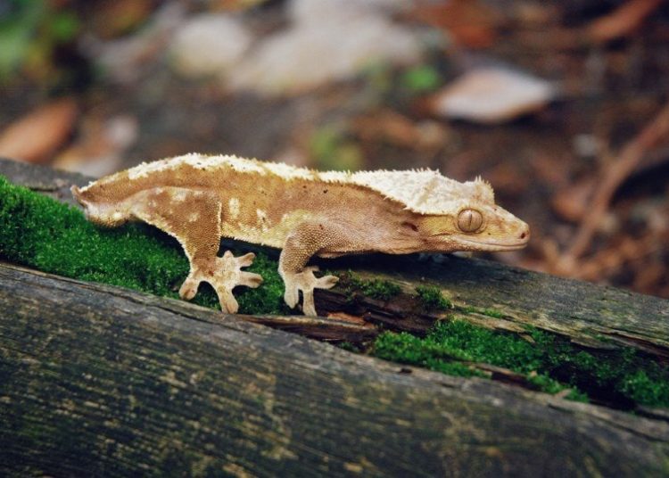 Best Isopods For Crested Geckos MyPetCareJoy