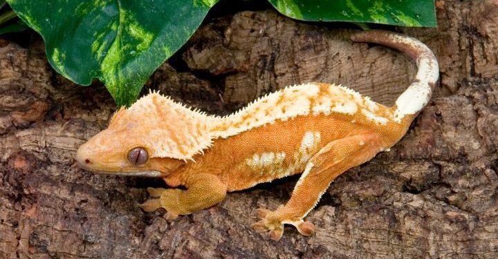 Why Is My Crested Gecko Not Moving