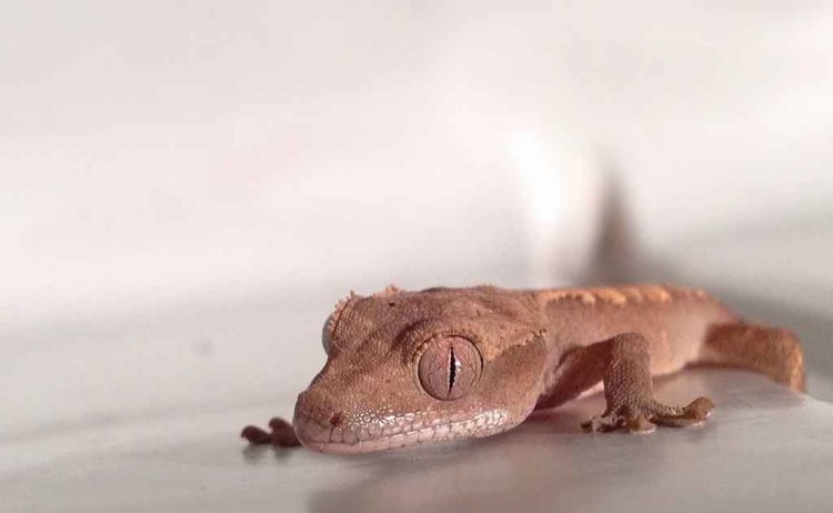 Why My Crested Gecko Is Not Eating