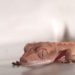 Why My Crested Gecko Is Not Eating