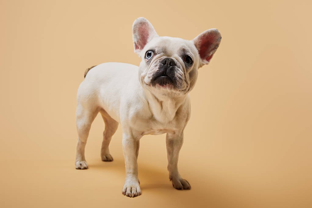 Why Are Frenchies So Expensive? MyPetCareJoy