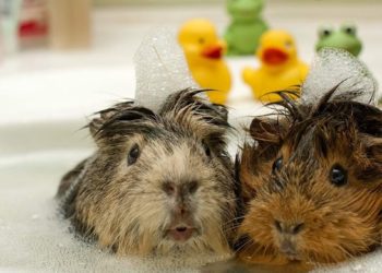 11 Best Guinea Pig Shampoos