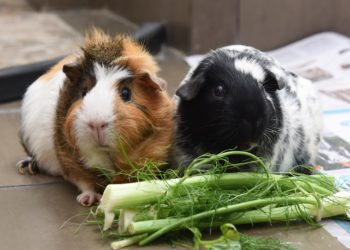 5 Best Fennel Products For Guinea Pigs
