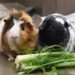 5 Best Fennel Products For Guinea Pigs