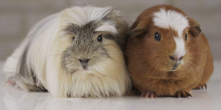 8 Best Cages For Two Guinea Pigs