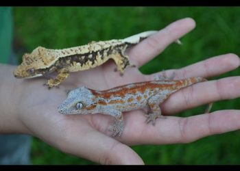 Crested Gecko vs. Gargoyle Gecko