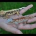 Crested Gecko vs. Gargoyle Gecko