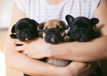 How To Pick Up A French Bulldog Properly And Hold Them Safely