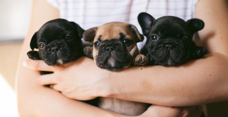 How To Pick Up A French Bulldog Properly And Hold Them Safely