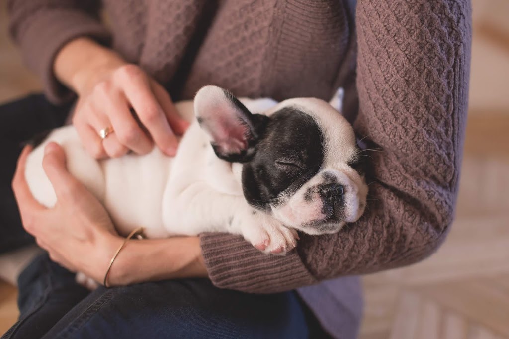 How To Pick Up A French Bulldog Properly