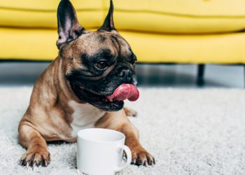 Why My French Bulldog Is Not Drinking