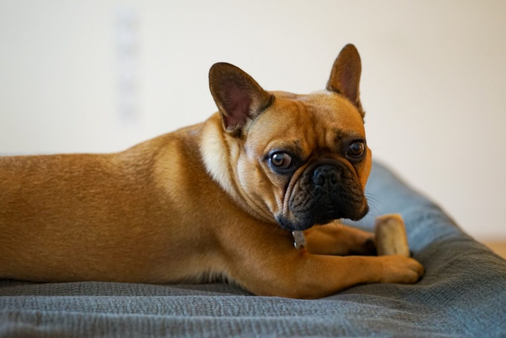 Why My French Bulldog Is Not Eating