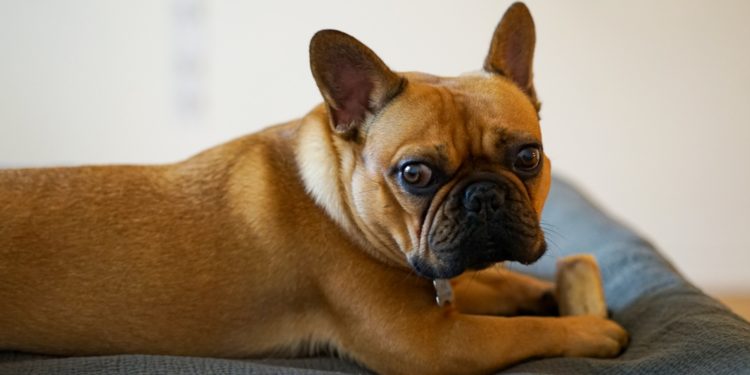 Why My French Bulldog Is Not Eating