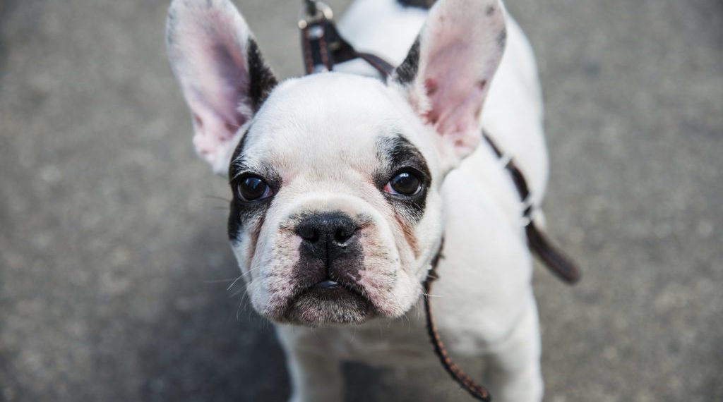 5 Best Dog Poop Bag Holders For French Bulldog | MyPetCareJoy