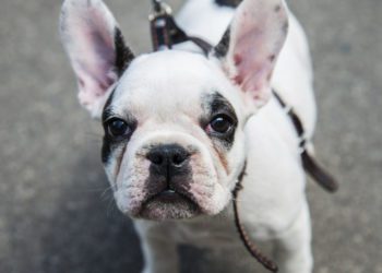 5 Best Dog Poop Bag Holders For French Bulldog
