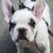 5 Best Dog Poop Bag Holders For French Bulldog