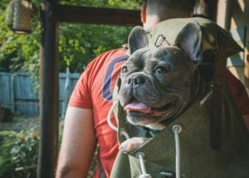 5 Best French Bulldog Backpack For Travelling