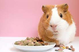 9 Best Guinea Pig Foods