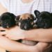 A Guide to French Bulldog Care