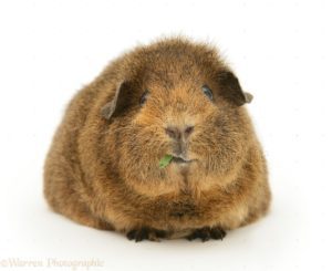 Agouti Guinea Pig