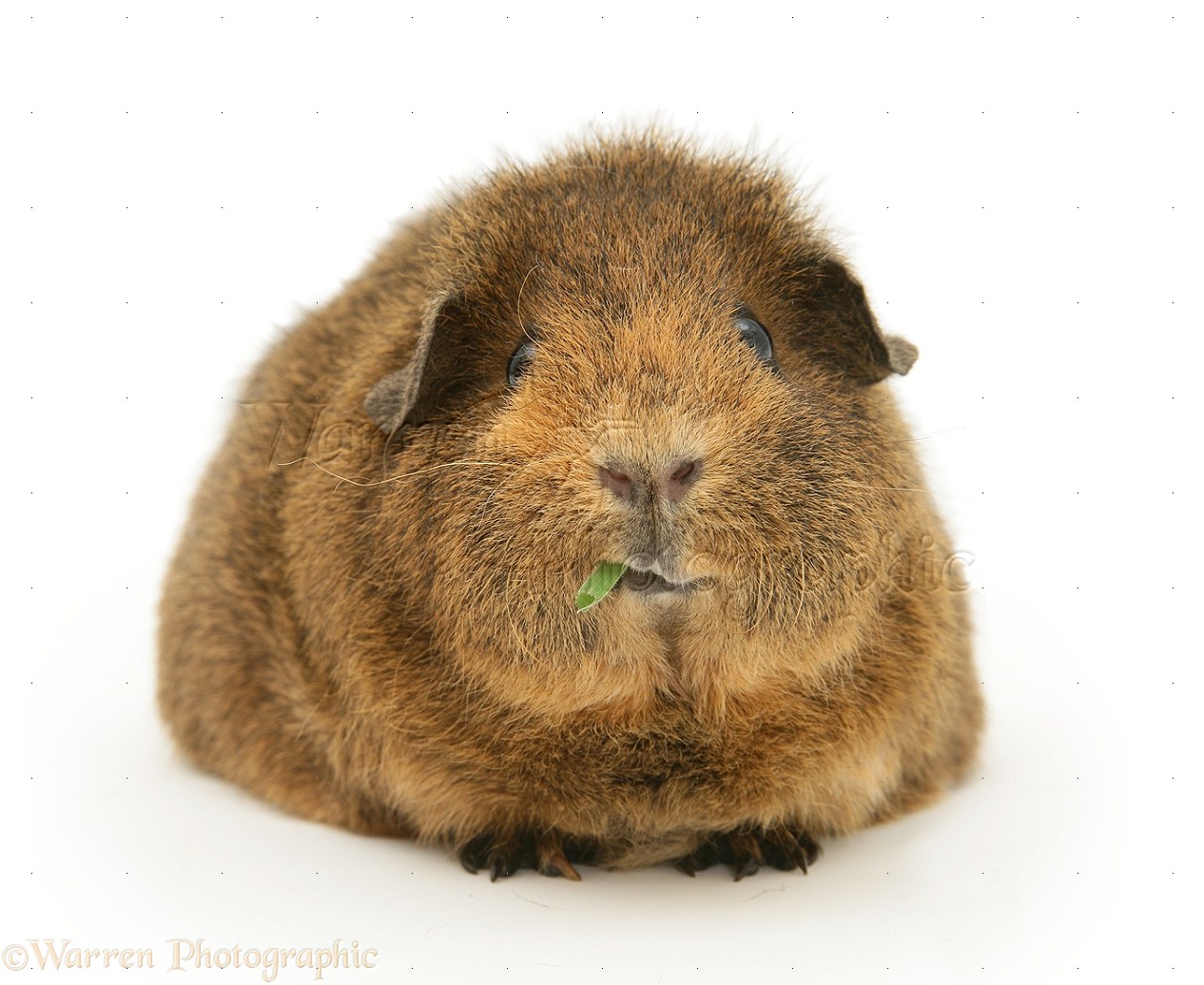 Brown vs White Guinea Pig Which is best Guinea Pig pet? MyPetCareJoy