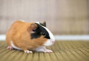 American guinea pig