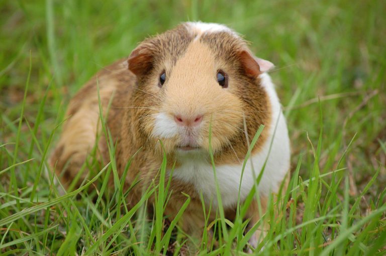 How To Bond With Your Guinea Pig? MyPetCareJoy
