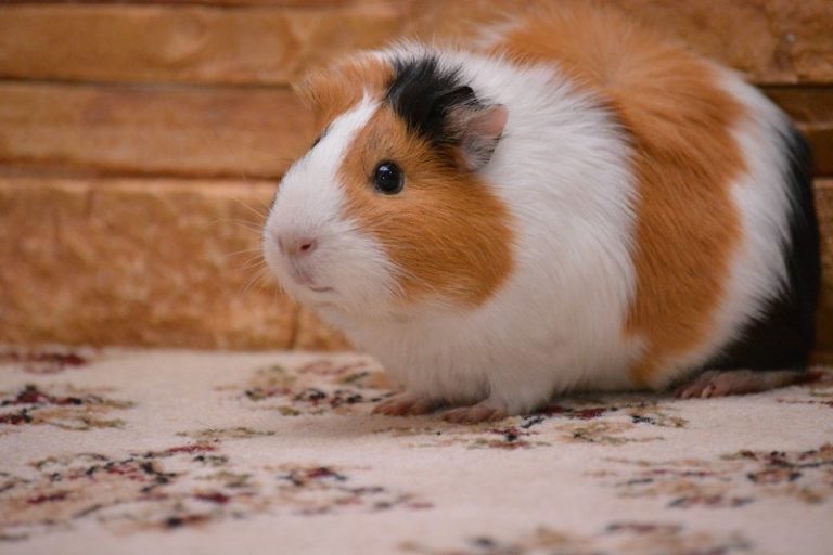 Are Guinea Pigs Smart MyPetCareJoy