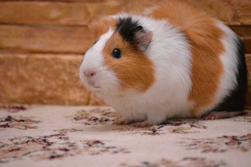 Are Guinea Pigs Smart