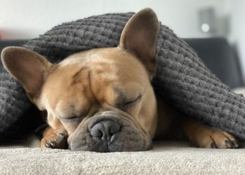 Best Blankets For Your French Bulldogs
