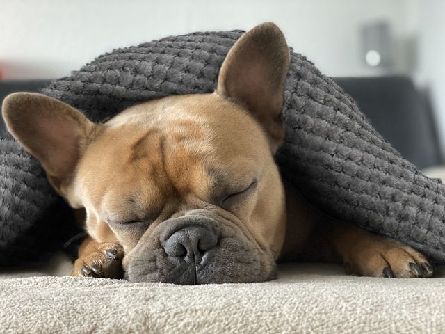 Best Blankets For Your French Bulldogs