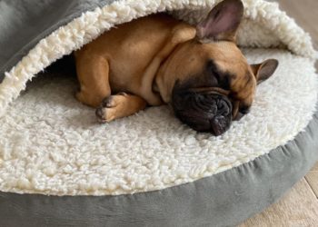 Best French Bulldog Cave Beds