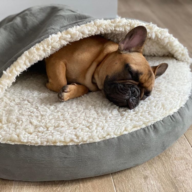 Best French Bulldog Cave Beds MyPetCareJoy