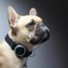 Best GPS Tracker For French Bulldog