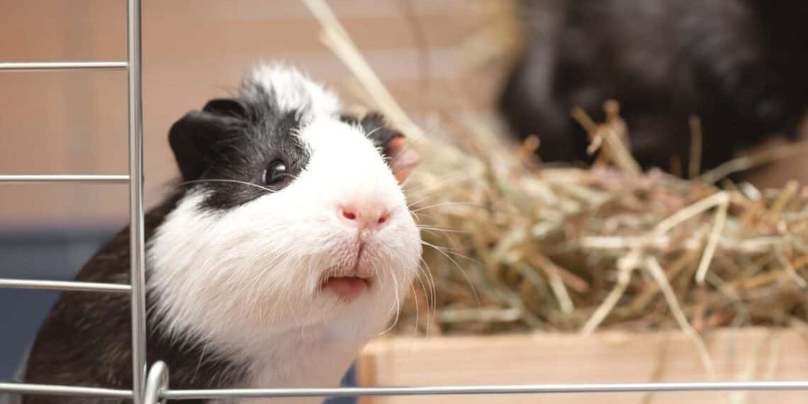 Best Guinea Pig Cages for Small Spaces