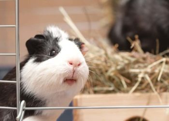 Best Guinea Pig Cages for Small Spaces
