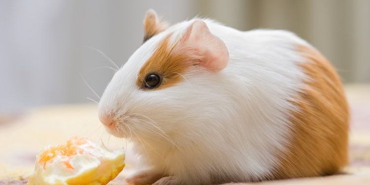 Best Guinea Pig Foods High In Vitamin C
