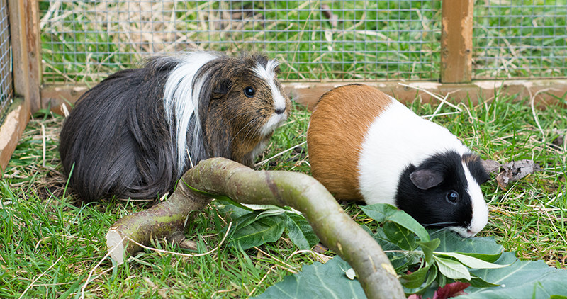 Best Outdoor Guinea Pig Cages