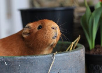 Best Treats For Guinea Pigs