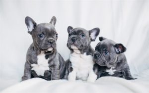 Can French-Bulldogs Live In Apartments