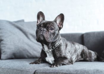 Can French Bulldogs Live In Apartments