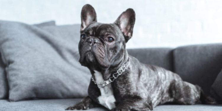 Can French Bulldogs Live In Apartments
