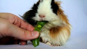 Can Guinea-Pigs Eat Green Beans
