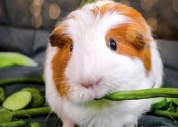 Can Guinea Pigs Eat Green Beans