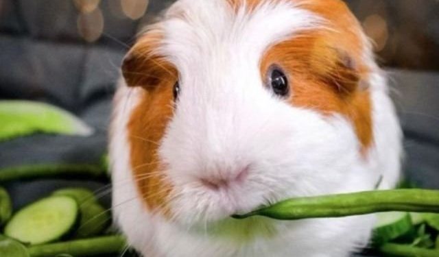 Can Guinea Pigs Eat Green Beans
