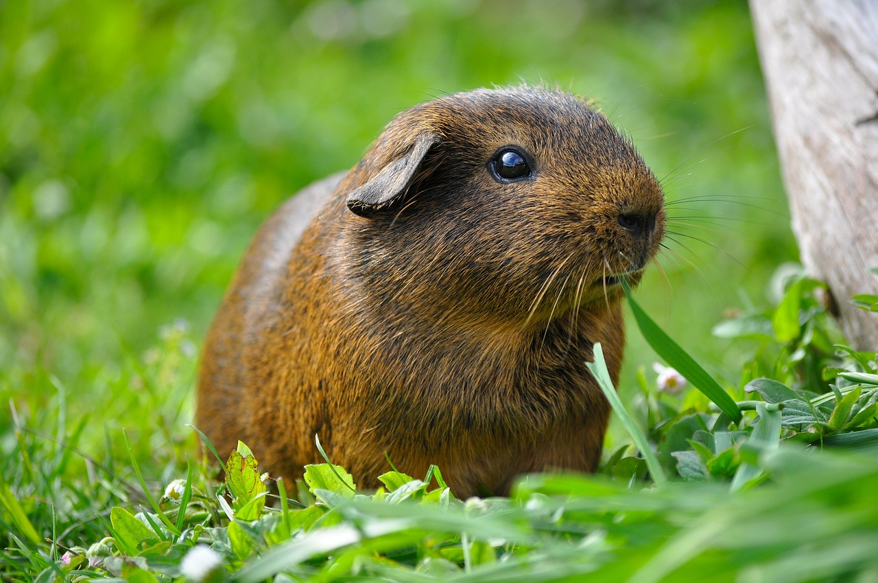 Can Guinea Pigs Eat Green Onions? | MyPetCareJoy