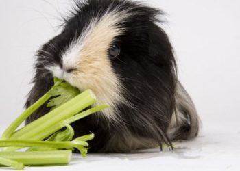 Can Guinea Pigs Eat Green Onions